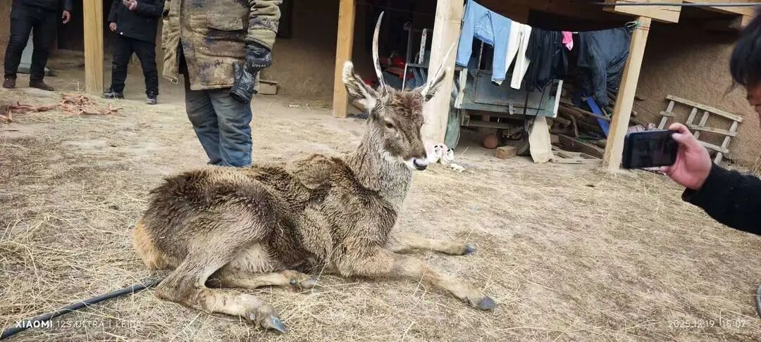 冰河刺骨，但笑容滚烫！四川甘孜警民零下10℃冰河中，救出3只珍稀白唇鹿
