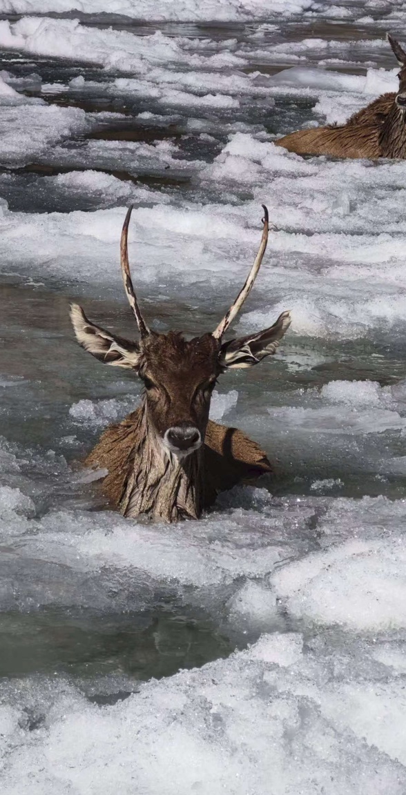 冰河刺骨，但笑容滚烫！四川甘孜警民零下10℃冰河中，救出3只珍稀白唇鹿