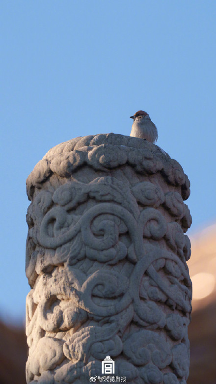 收藏！把故宫的鸟儿框进壁纸