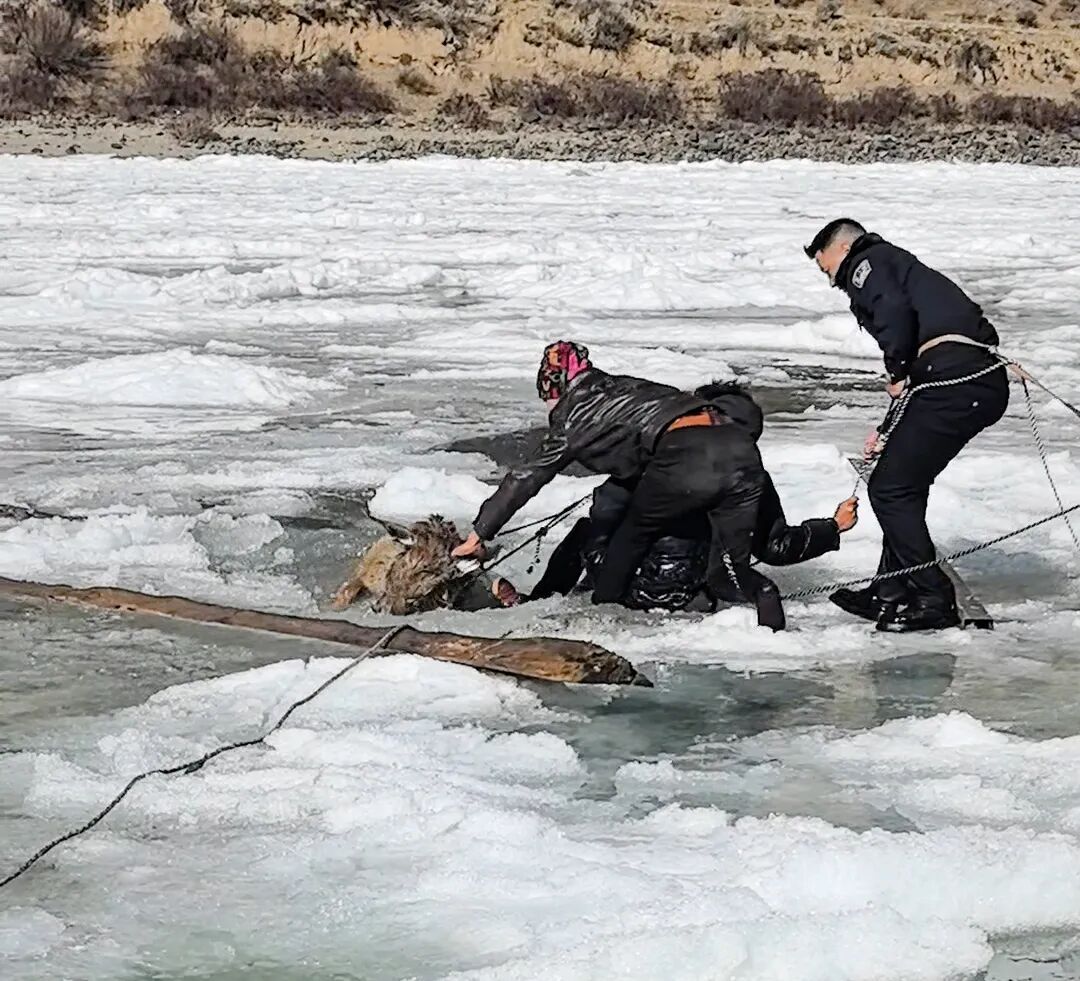 零下10℃，警民破冰救出三只国家一级保护动物