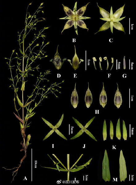 四川发现新物种“木里獐牙菜”