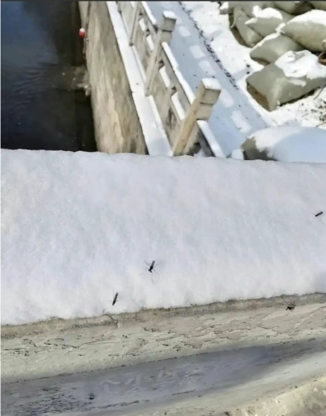 北京惊现雪地蚊子！杭州这两天也有，蚊子能抗寒了？