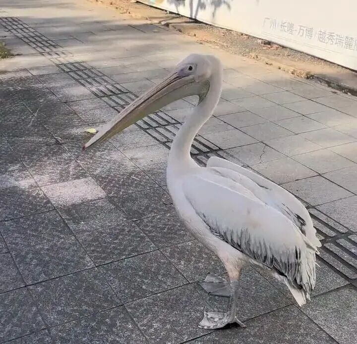 广州一动物园鹈鹕频繁出逃，有人拍到在马路旁闲逛，园方：可能因为它们比较调皮