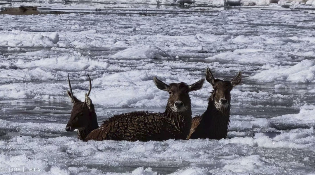 冰河刺骨，但笑容滚烫！四川甘孜警民零下10℃冰河中，救出3只珍稀白唇鹿