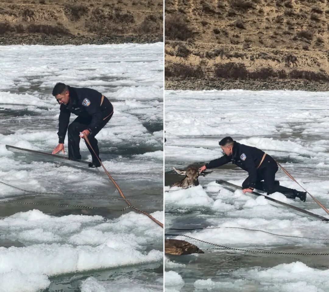 零下10℃，警民破冰救出三只国家一级保护动物