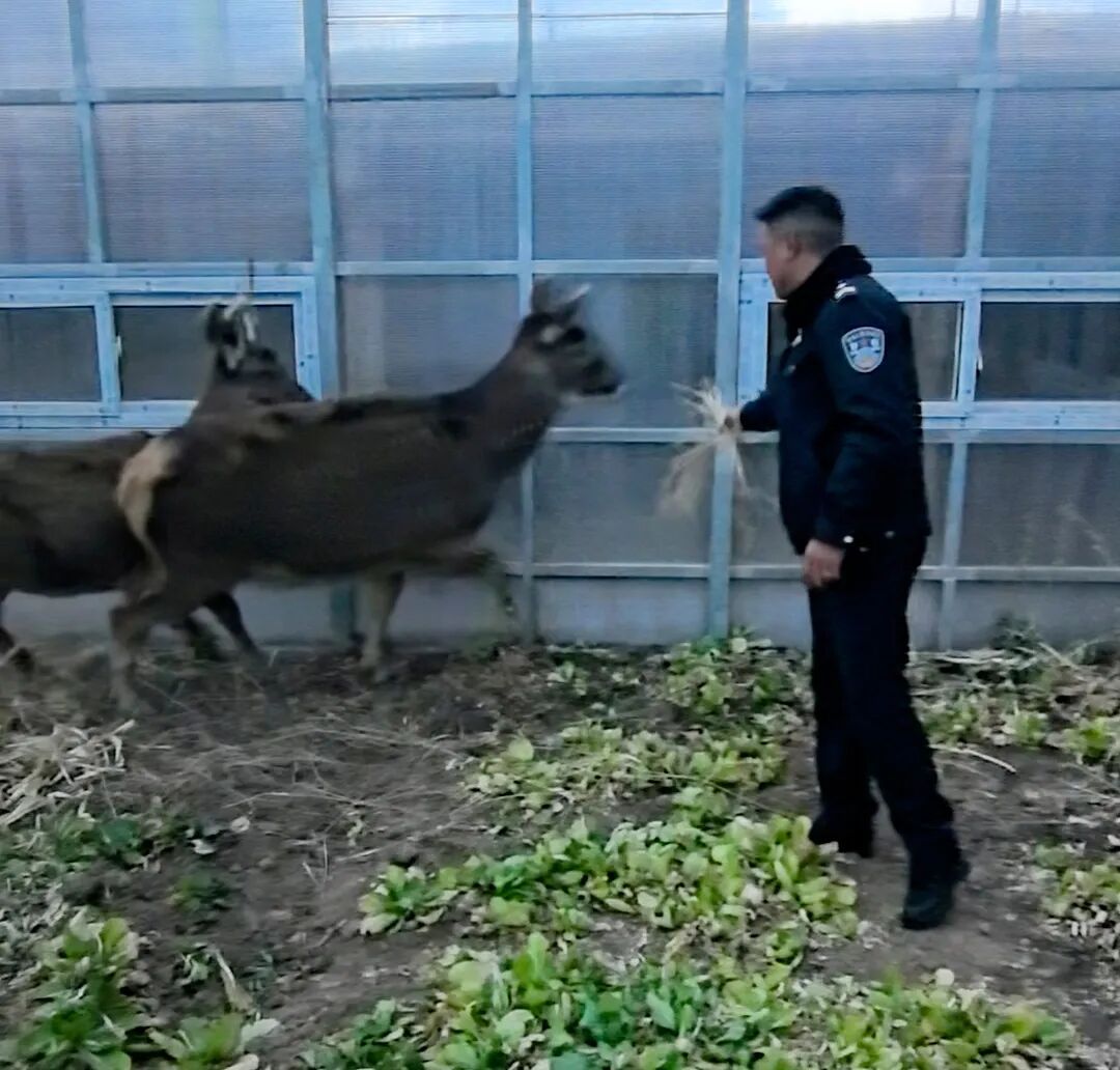 零下10℃，警民破冰救出三只国家一级保护动物