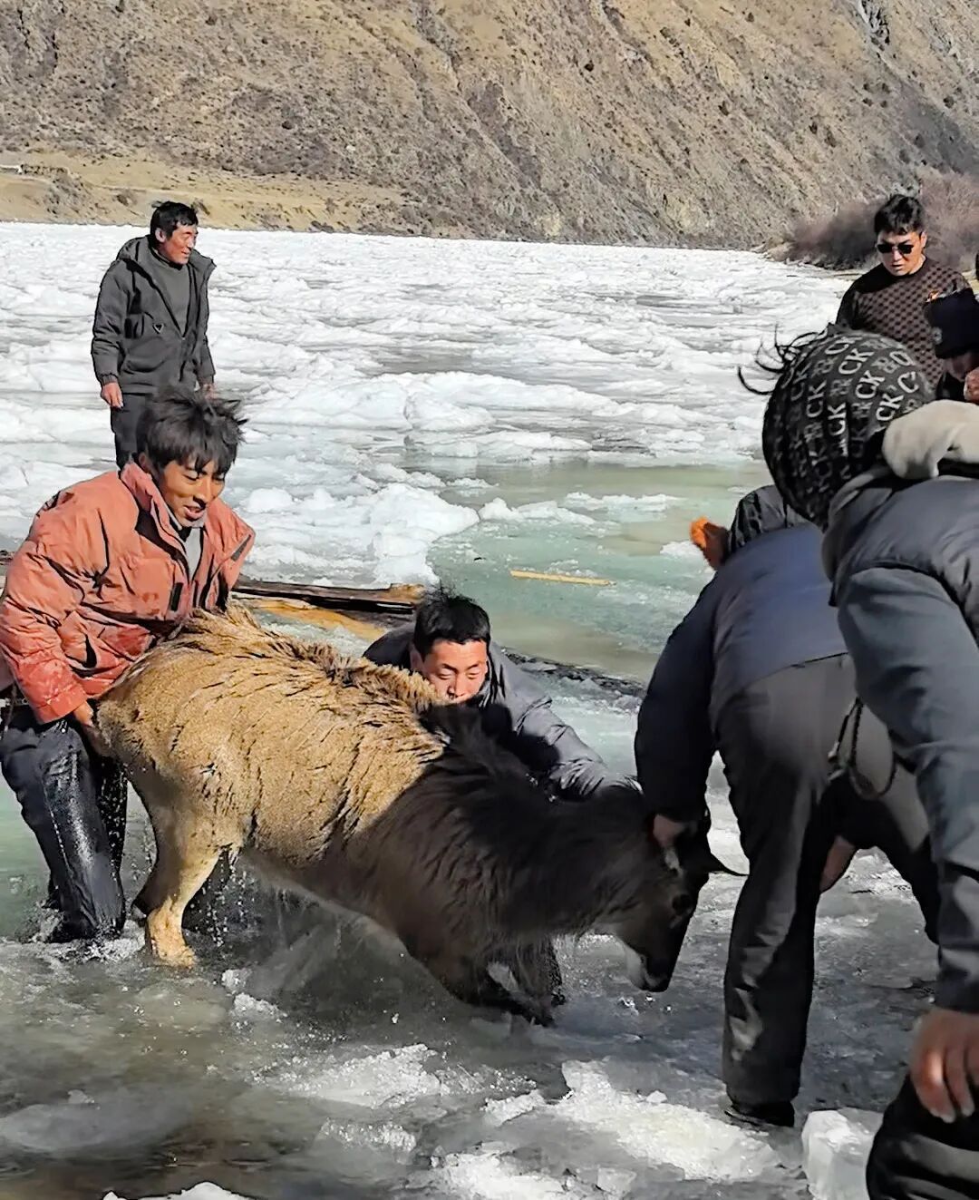 零下10℃，警民破冰救出三只国家一级保护动物