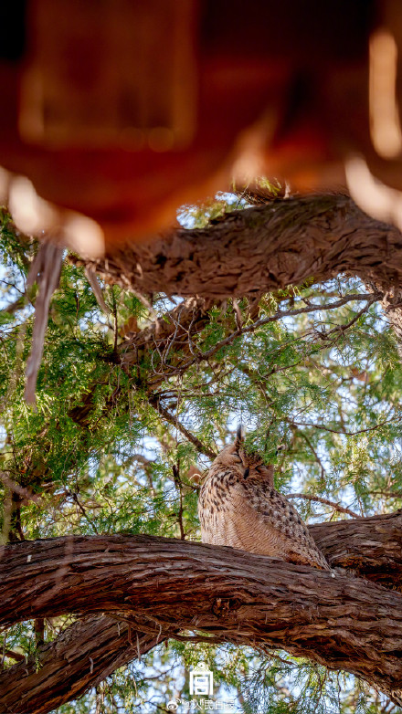 收藏！把故宫的鸟儿框进壁纸