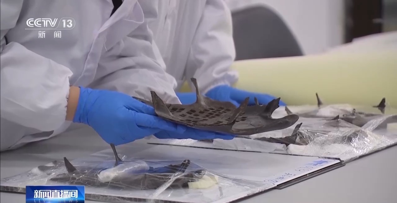 考古新发现!出土实物带你解密这位楚王的日常 考古新发现!出土实物带你解密这位楚王的日常