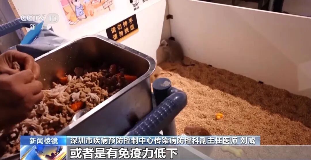 男子养五步蛇当宠物，因蛇生病无法进食，手动喂食时被咬致截肢
