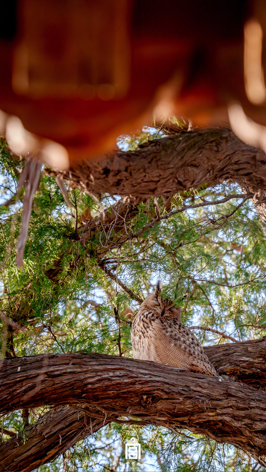 收藏！把故宫的鸟儿框进壁纸