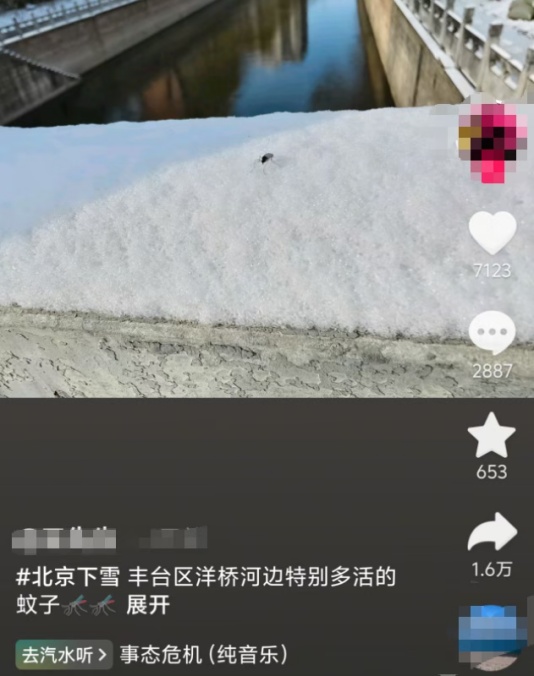北京惊现雪地蚊子！杭州这两天也有，蚊子能抗寒了？