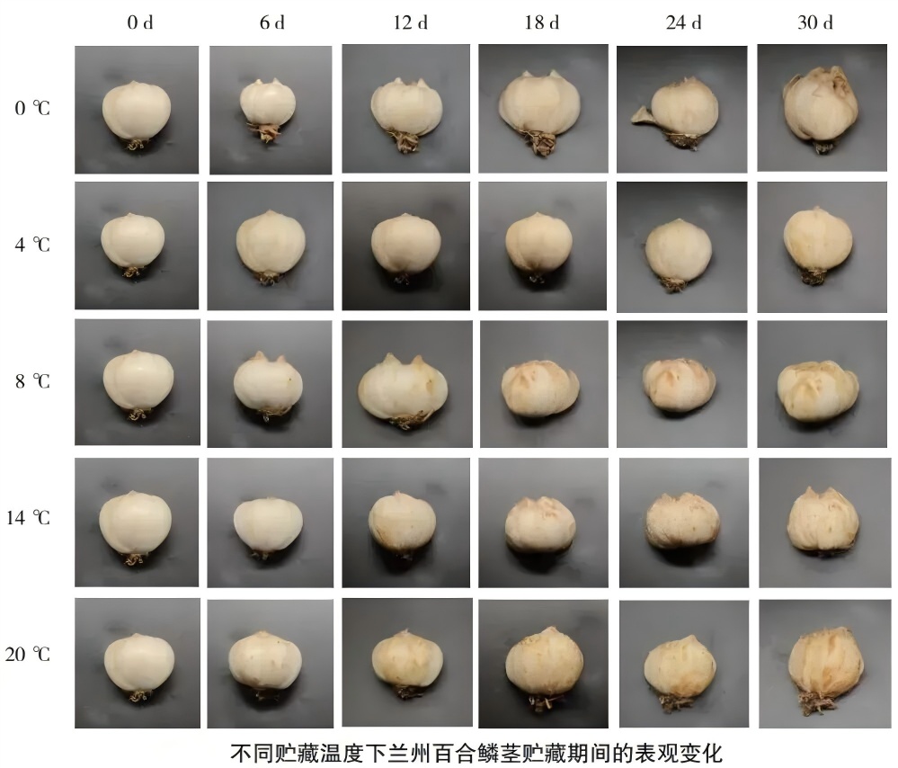 这个清甜“蒜头”，竟是血压、血糖、体重三重友好食材