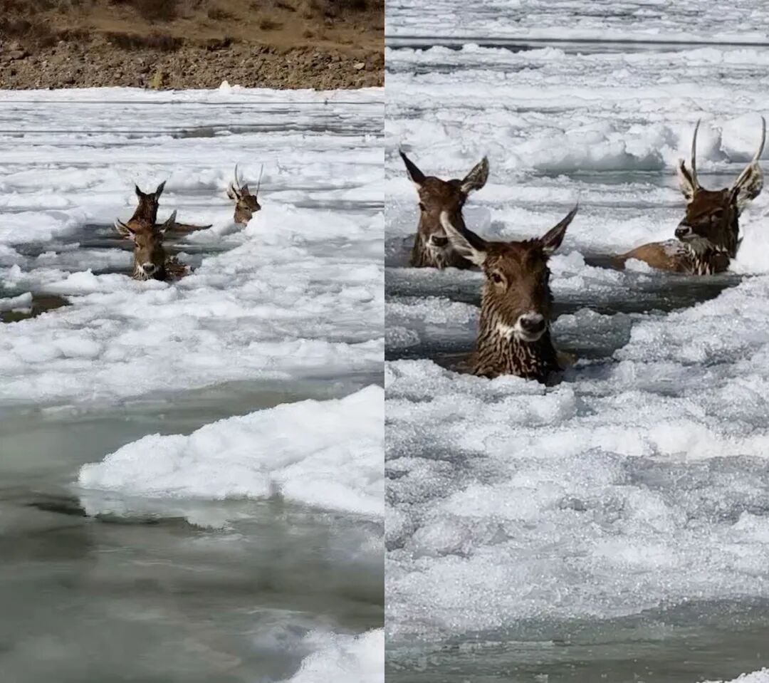 零下10℃，警民破冰救出三只国家一级保护动物
