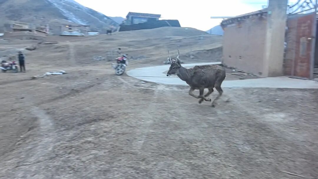 零下10℃，警民破冰救出三只国家一级保护动物