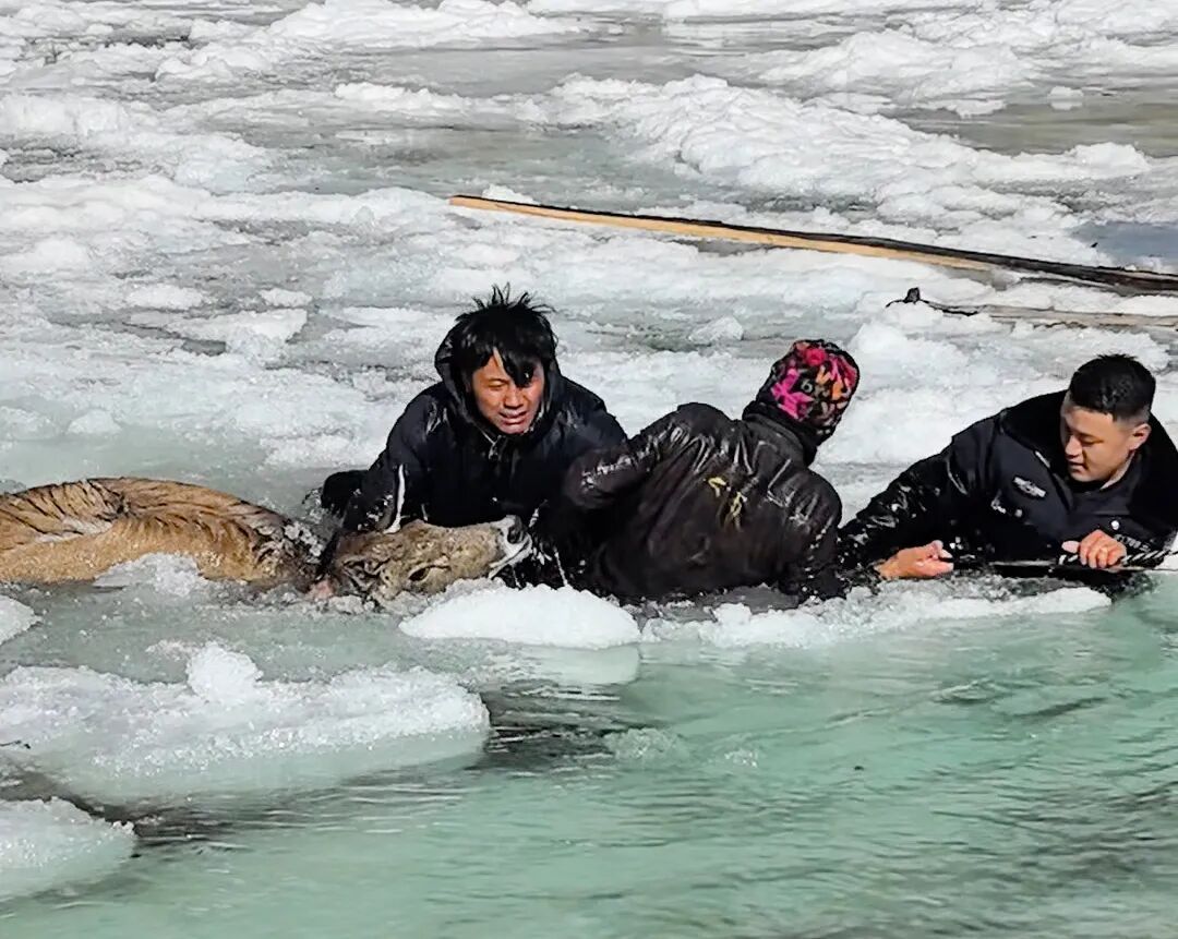 零下10℃，警民破冰救出三只国家一级保护动物