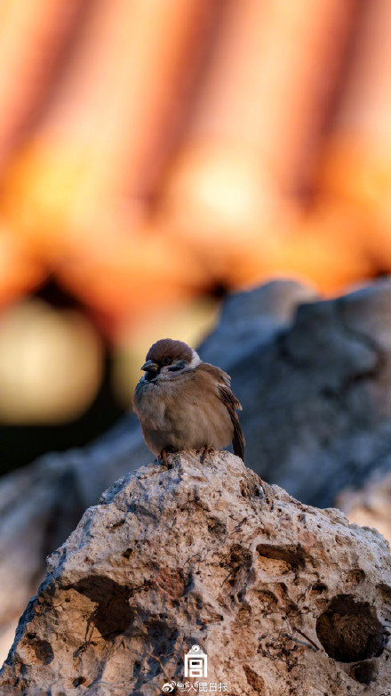 收藏！把故宫的鸟儿框进壁纸