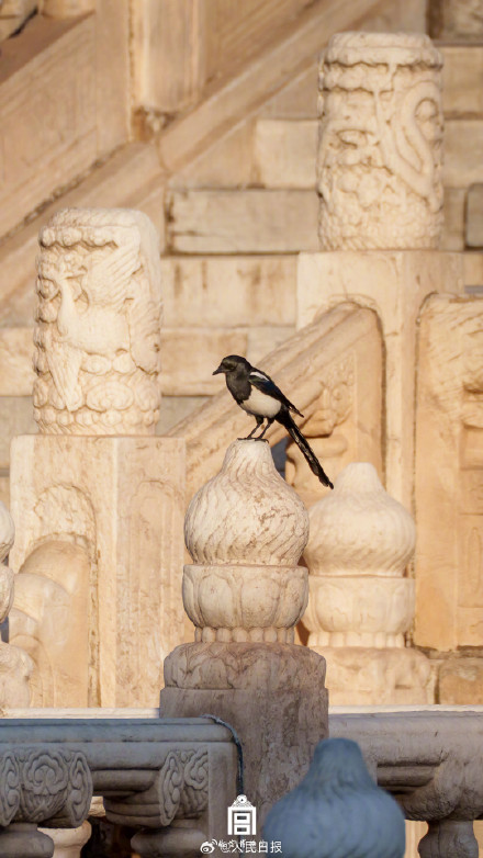 收藏！把故宫的鸟儿框进壁纸