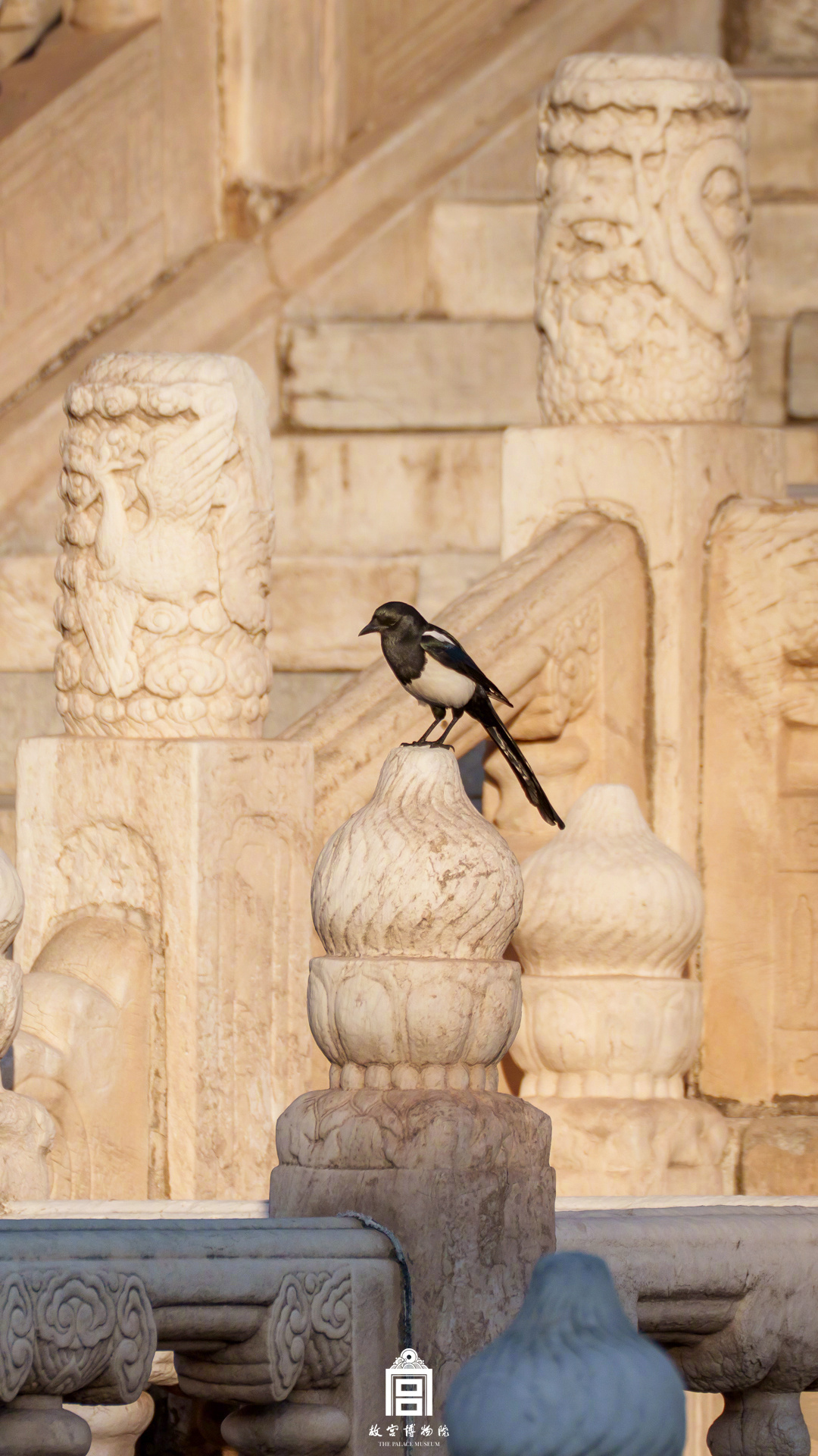 收藏！把故宫的鸟儿框进壁纸