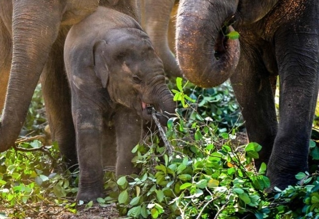 斯里兰卡三男子涉嫌枪击并烧死大象面临死刑 斯里兰卡三男子涉嫌枪击并烧死大象面临死刑