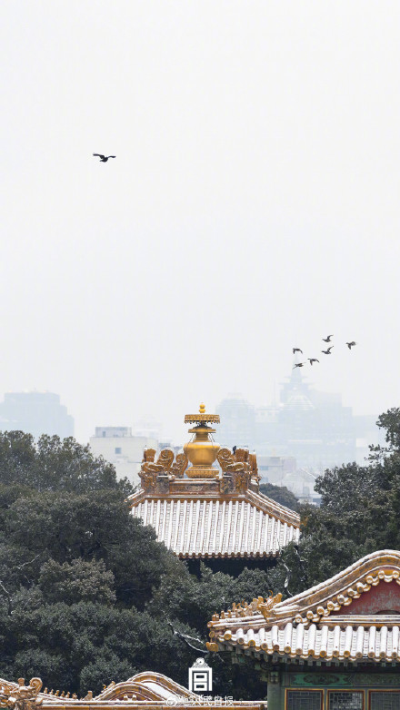 收藏！把故宫的鸟儿框进壁纸