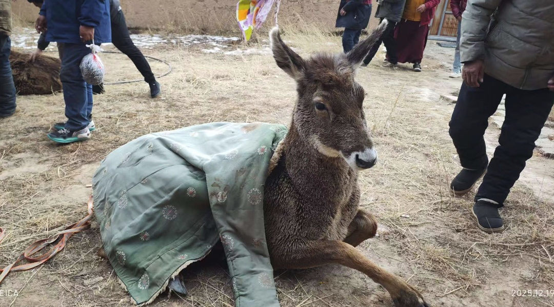 冰河刺骨，但笑容滚烫！四川甘孜警民零下10℃冰河中，救出3只珍稀白唇鹿