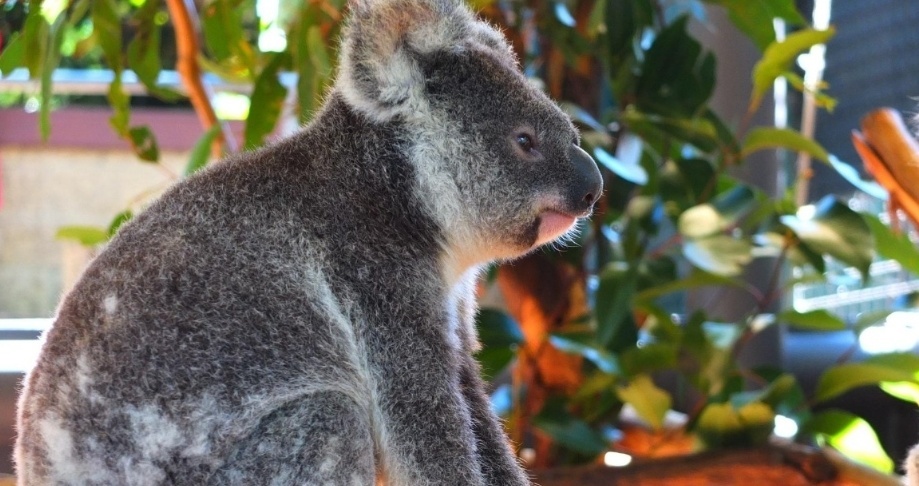城市历险记，澳大利亚一野生考拉误闯城市道路，还搭上了公交车