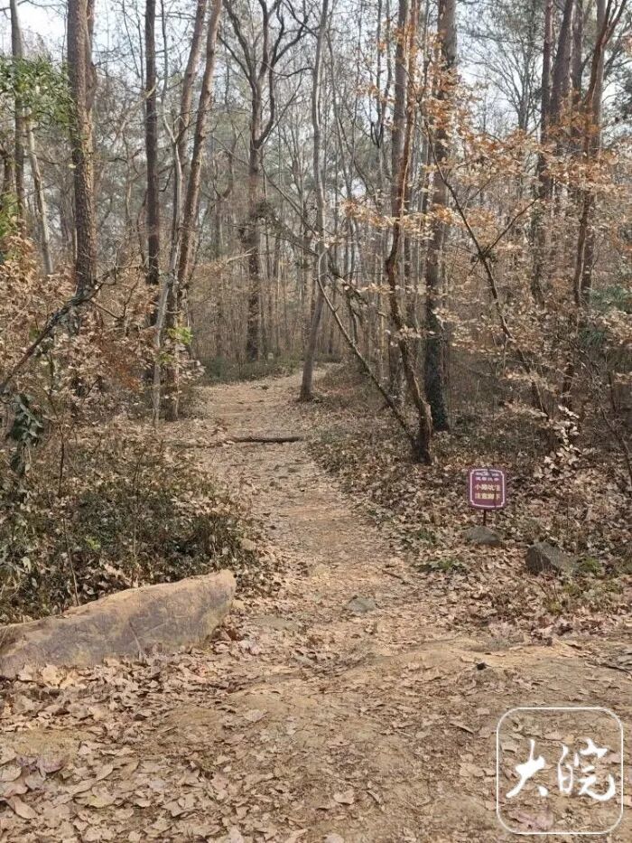 大蜀山可以骑车上山了？管理部门回应