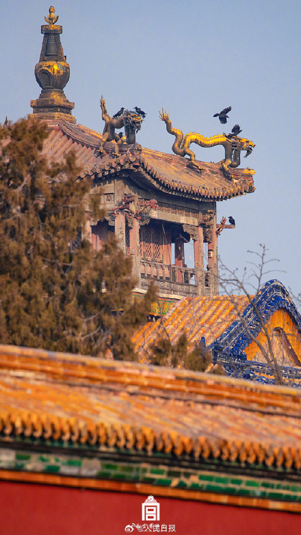 收藏！把故宫的鸟儿框进壁纸