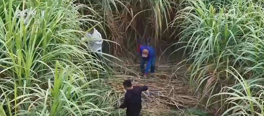 “冬至大如年，人间小团圆” 传统美食接连上桌满满家的味道