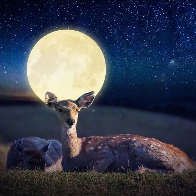 冬至大如年，建议你吃这几种饺子馅儿！