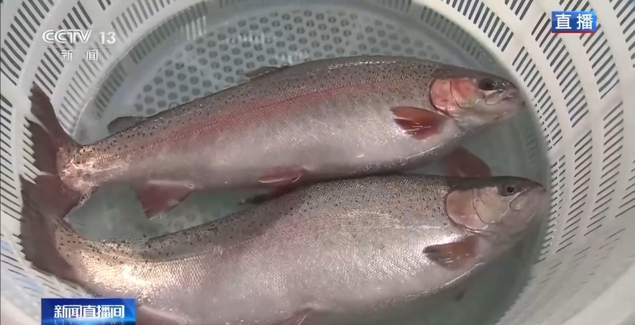 如何实现陆海接力养殖？揭秘三文鱼入海前的“必修课”