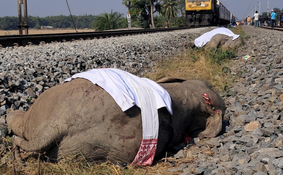 印度一列车撞上象群出轨