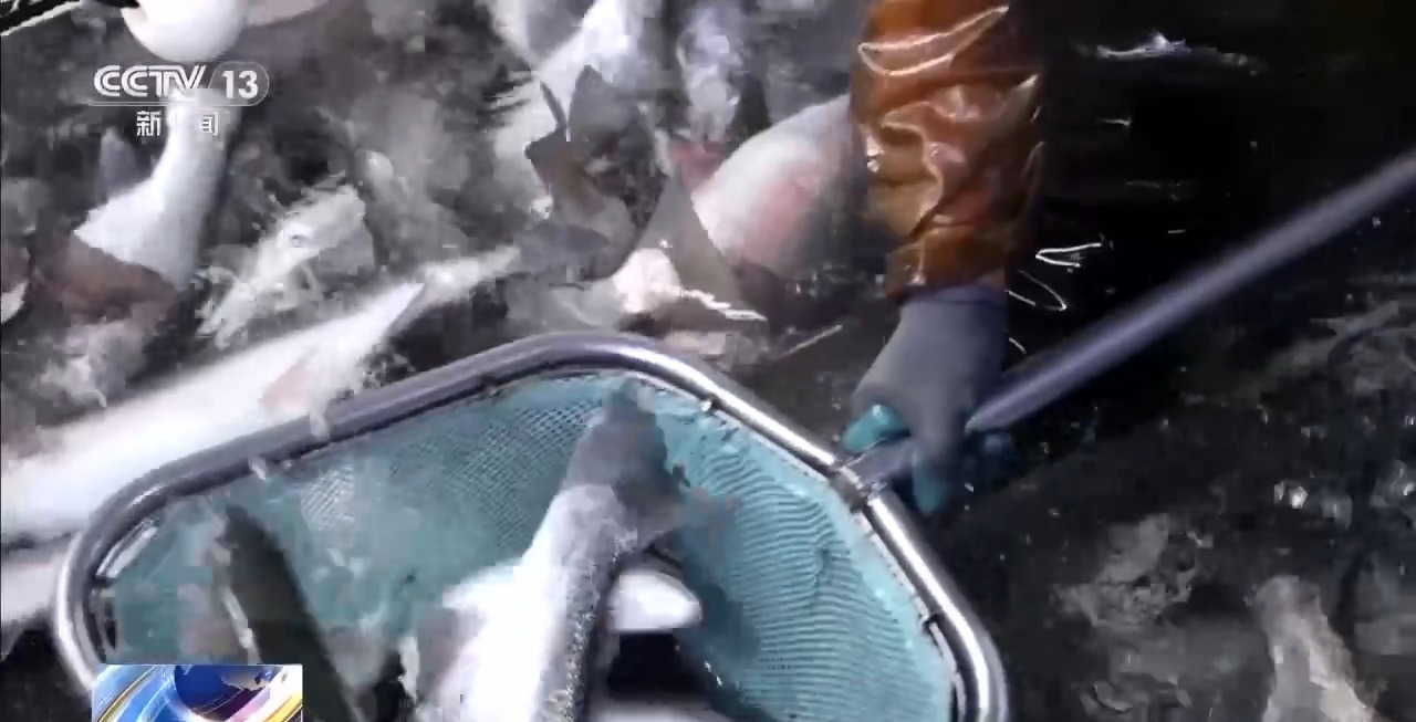 如何实现陆海接力养殖？揭秘三文鱼入海前的“必修课”