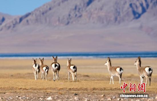 “爱心萌物”藏原羚藏北高原路边漫步