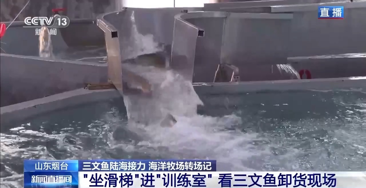 如何实现陆海接力养殖？揭秘三文鱼入海前的“必修课”