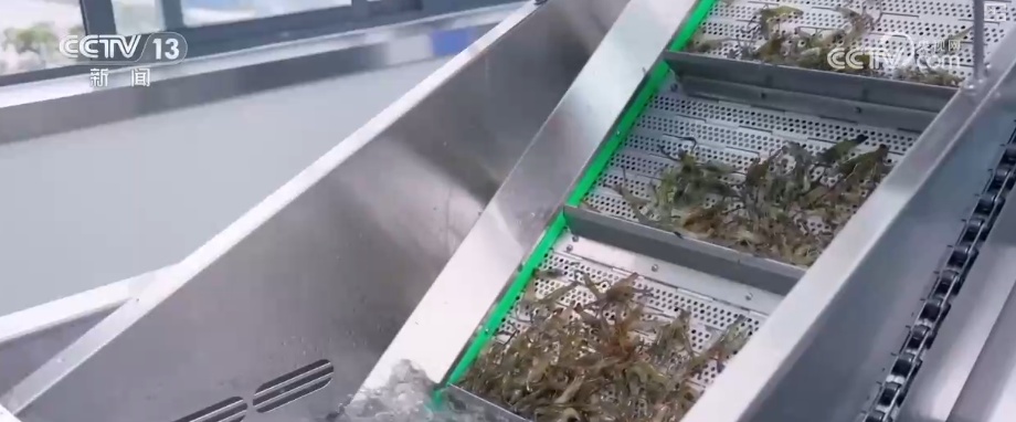 “鲜”链延伸撬动海洋经济新增长点 数字赋能让“娇贵”水产“鲜”行千里