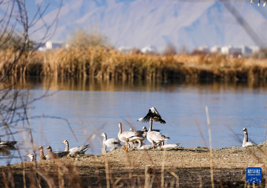 西藏：拉鲁湿地获“世界海拔最高的城市天然湿地”世界纪录认证
