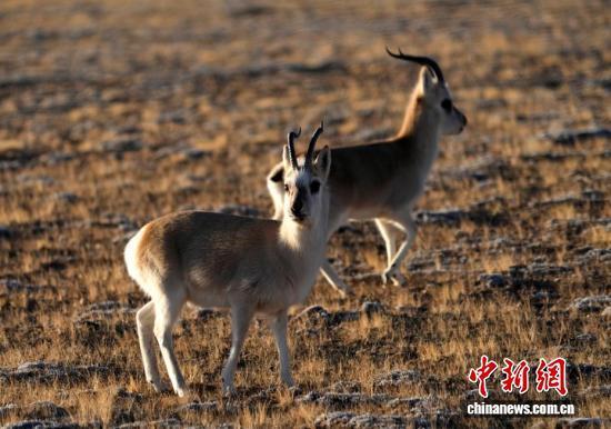 “爱心萌物”藏原羚藏北高原路边漫步