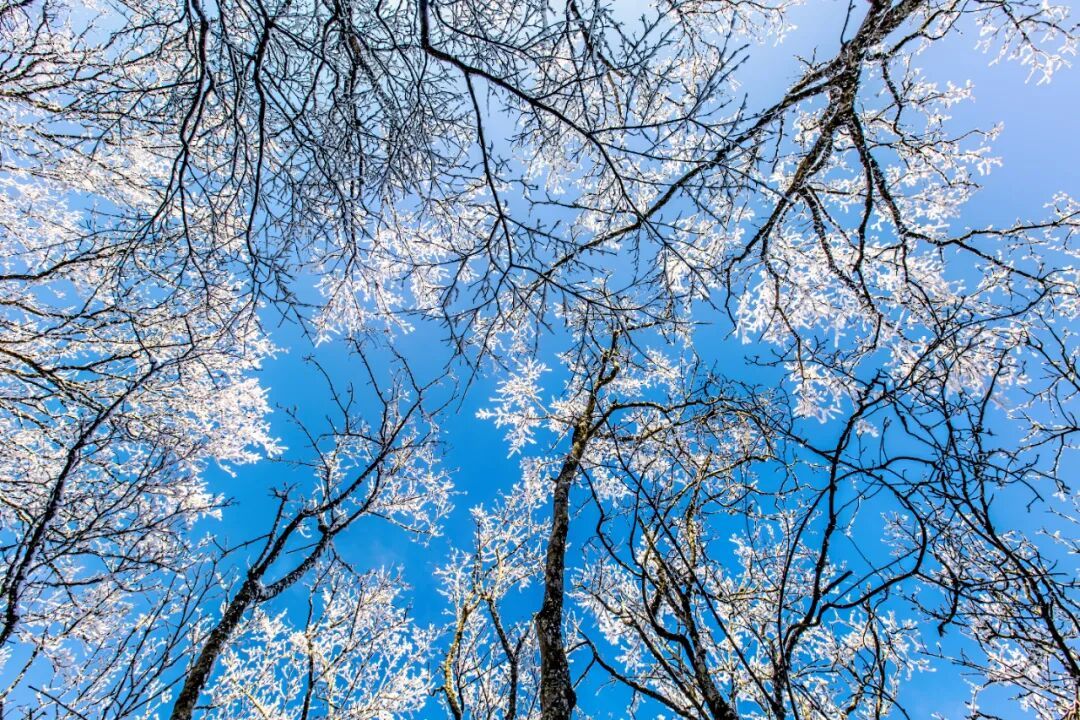 今天，别忘了吃饺子！咱河北有老讲究
