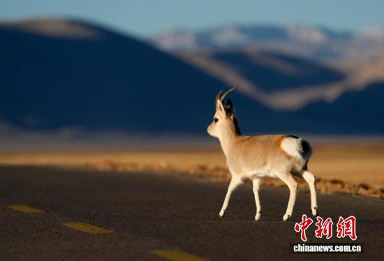 “爱心萌物”藏原羚藏北高原路边漫步