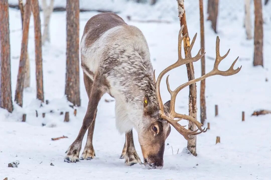 冬至大如年，建议你吃这几种饺子馅儿！