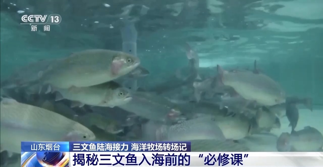 如何实现陆海接力养殖？揭秘三文鱼入海前的“必修课”