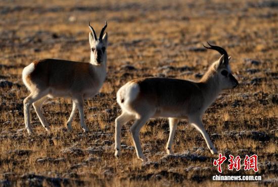 “爱心萌物”藏原羚藏北高原路边漫步