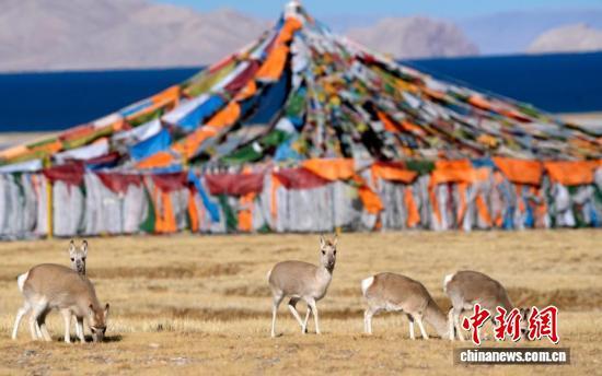 “爱心萌物”藏原羚藏北高原路边漫步