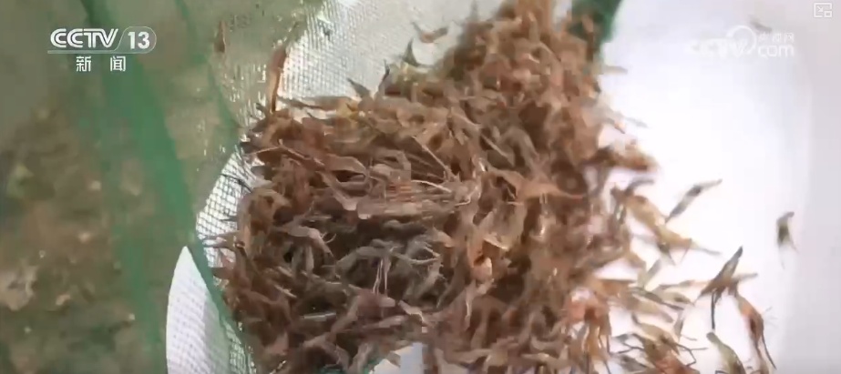 “鲜”链延伸撬动海洋经济新增长点 数字赋能让“娇贵”水产“鲜”行千里