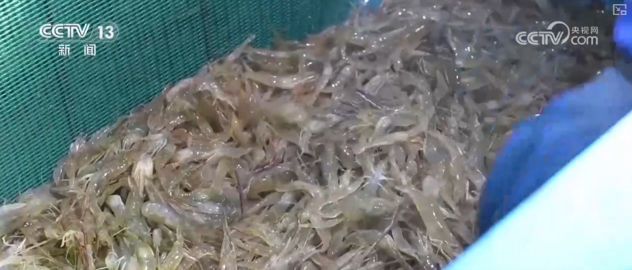 “鲜”链延伸撬动海洋经济新增长点 数字赋能让“娇贵”水产“鲜”行千里