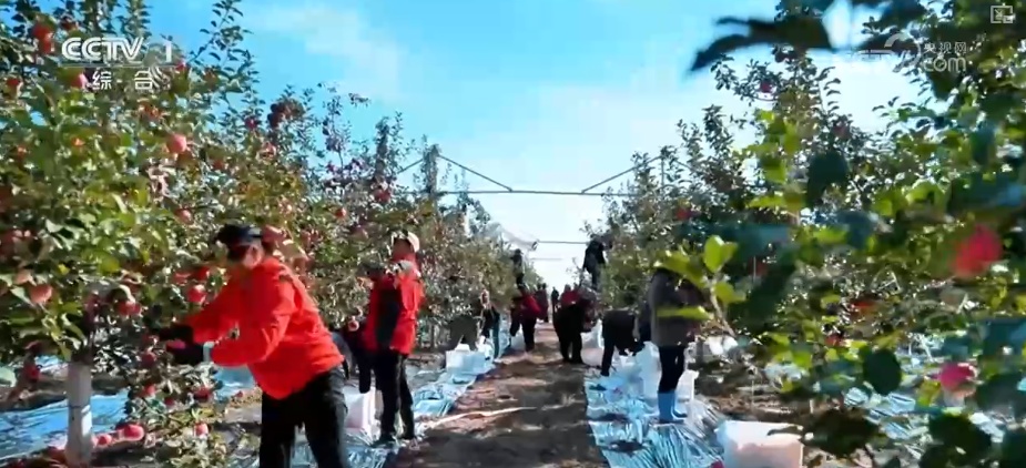 从创新能力提升到应用场景拓宽 智慧赋能让农业生产更“聪明”焕发蓬勃生机