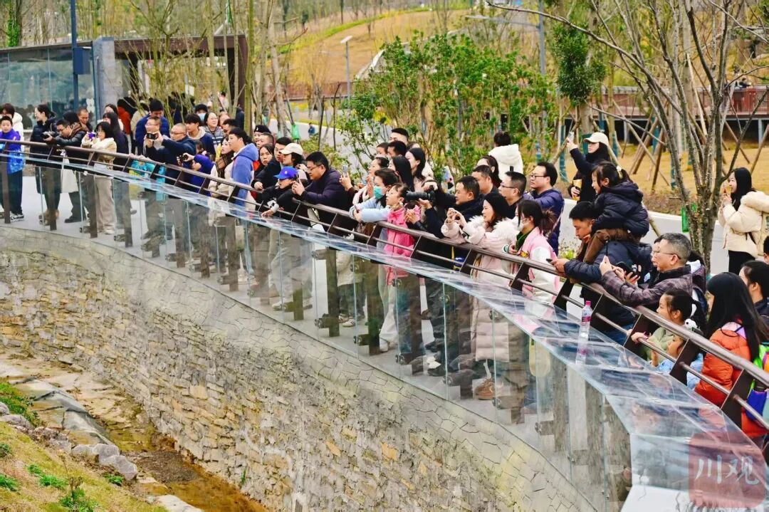 12月29日试运行！四川又增一处看大熊猫打卡地，游玩攻略→