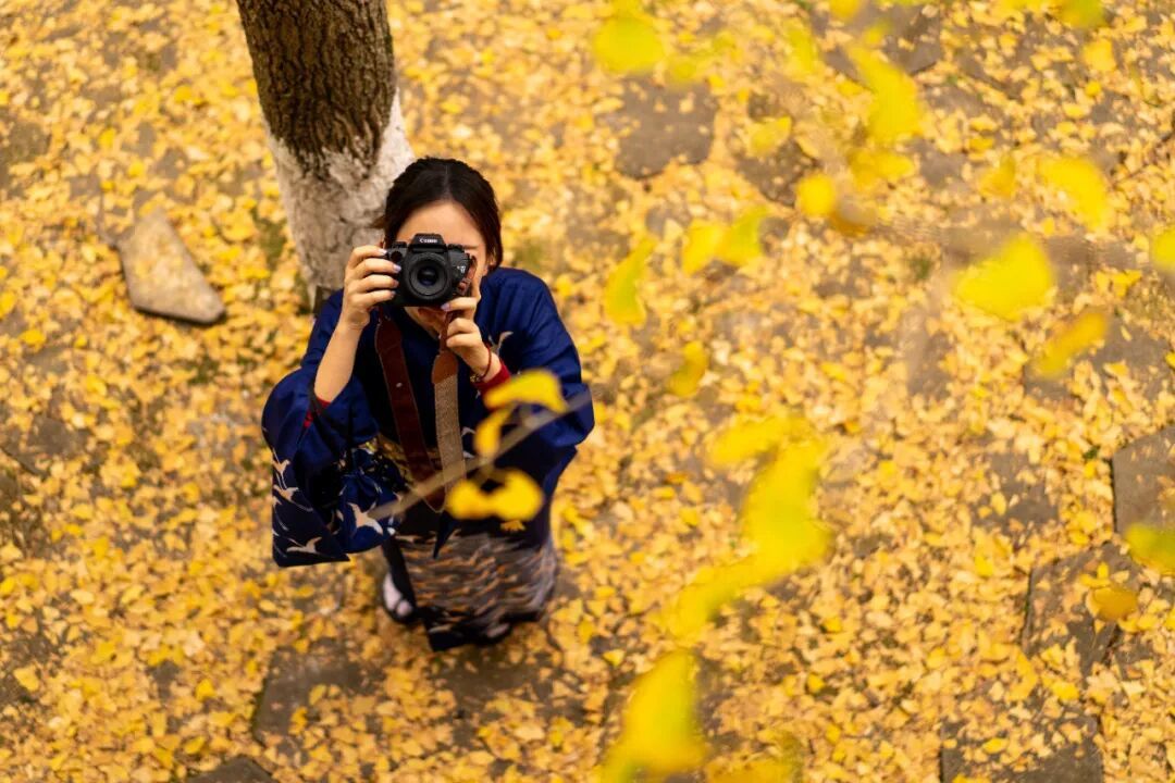 美“枫”了！已进入最佳观赏期，广东人赶紧冲